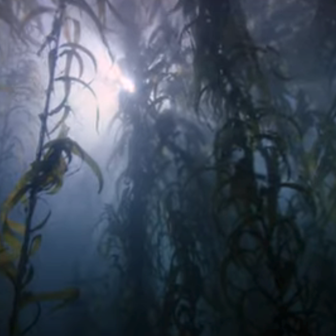 TVE photo of kelp